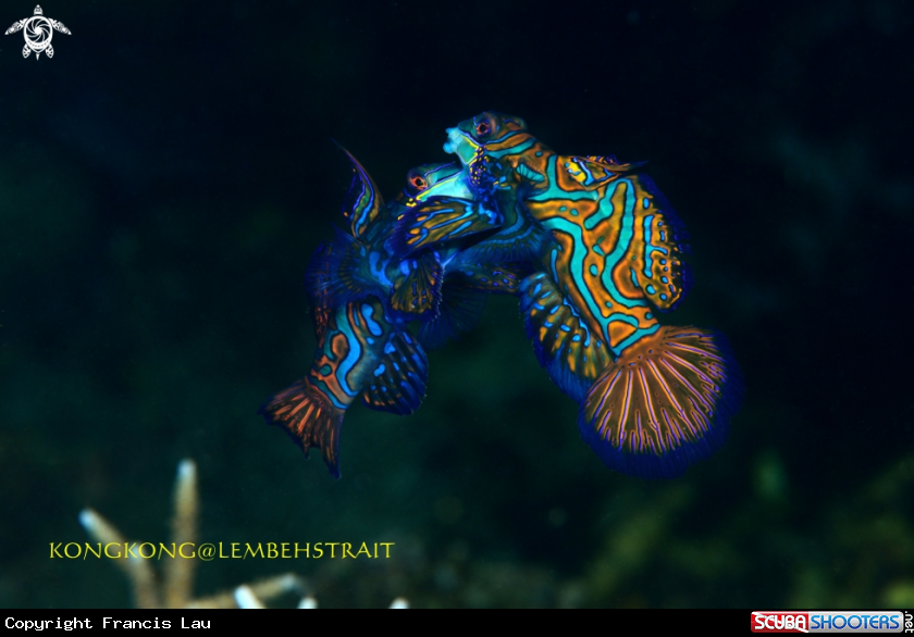 A Mandarin Fish
