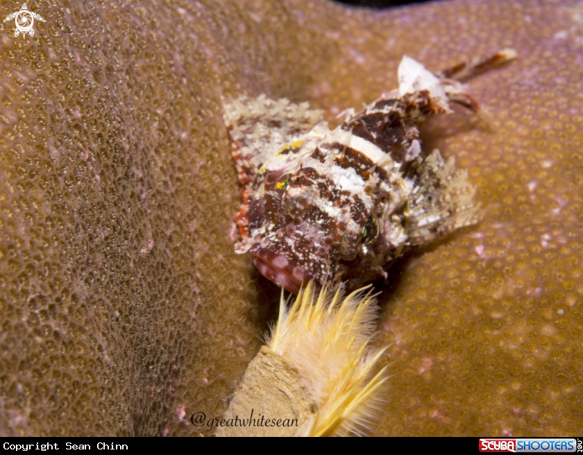 A Scorpion fish