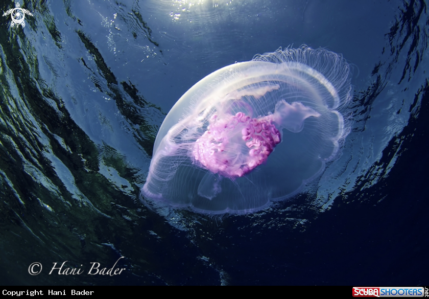 A jellyfish