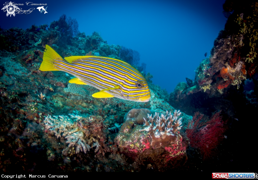 A Tropical Fish