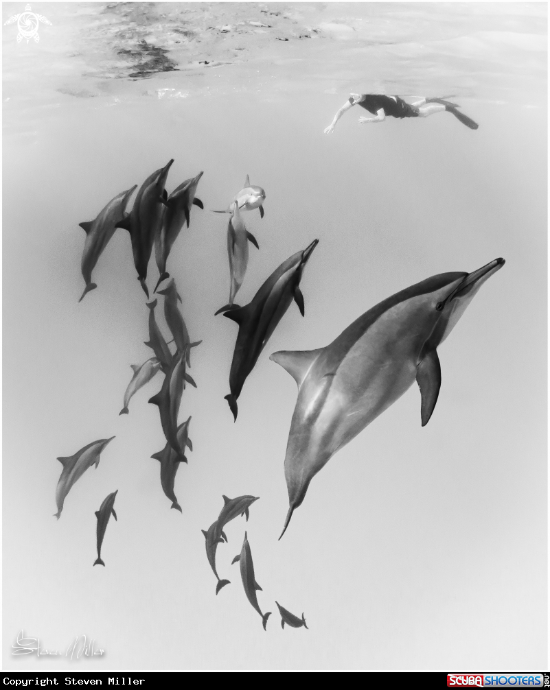A Spinner Dolphins