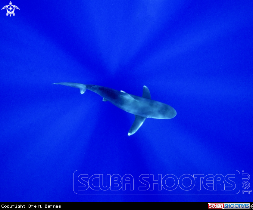A Oceanic White Tip Shark
