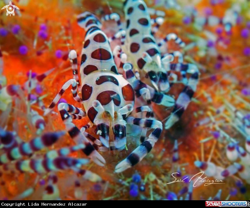 A Coleman's shrimp