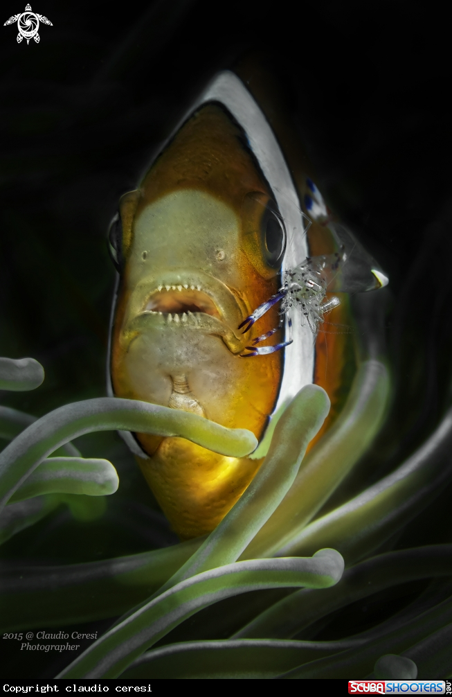 A clownfish & shrimp