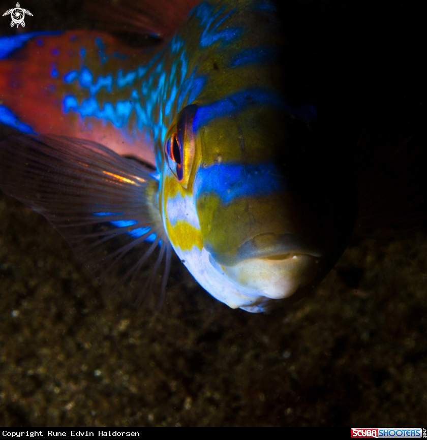 A Cuckoo wrasse