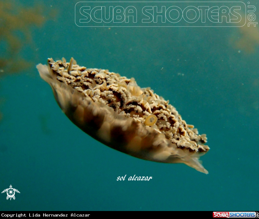 A underwater creature