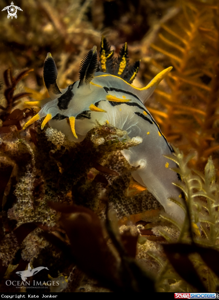 A Crowned Nudibranch