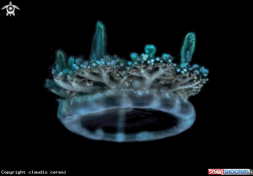 A Cassiopea andromeda 