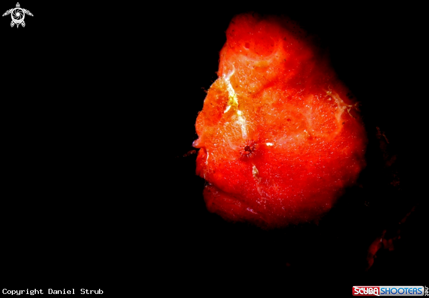 A Painted Frogfish