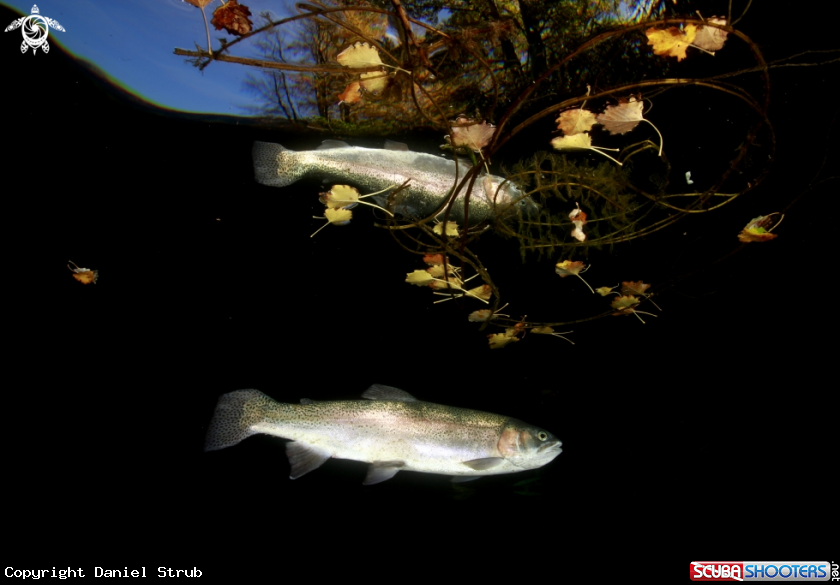 A Trout