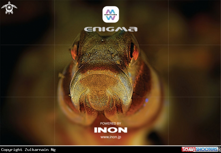 A GOBY