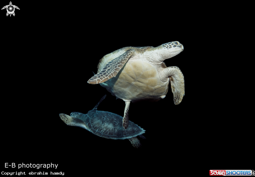 A turtle 