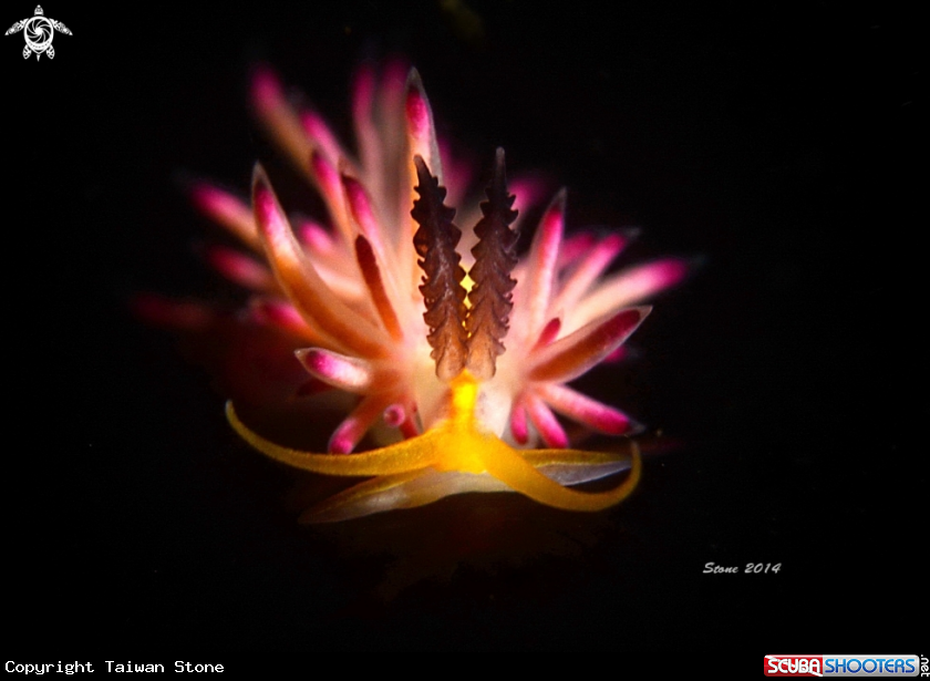 A Nudi