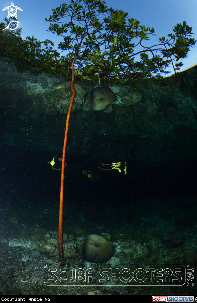 A Mangrove tree with roots.