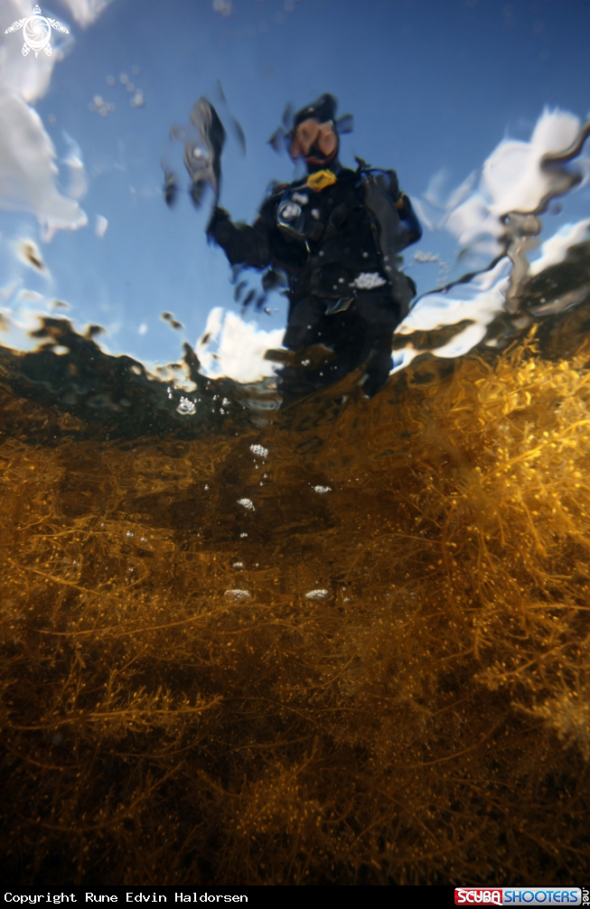 A Diver