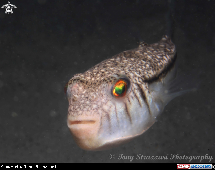 A Weeping Toadfish