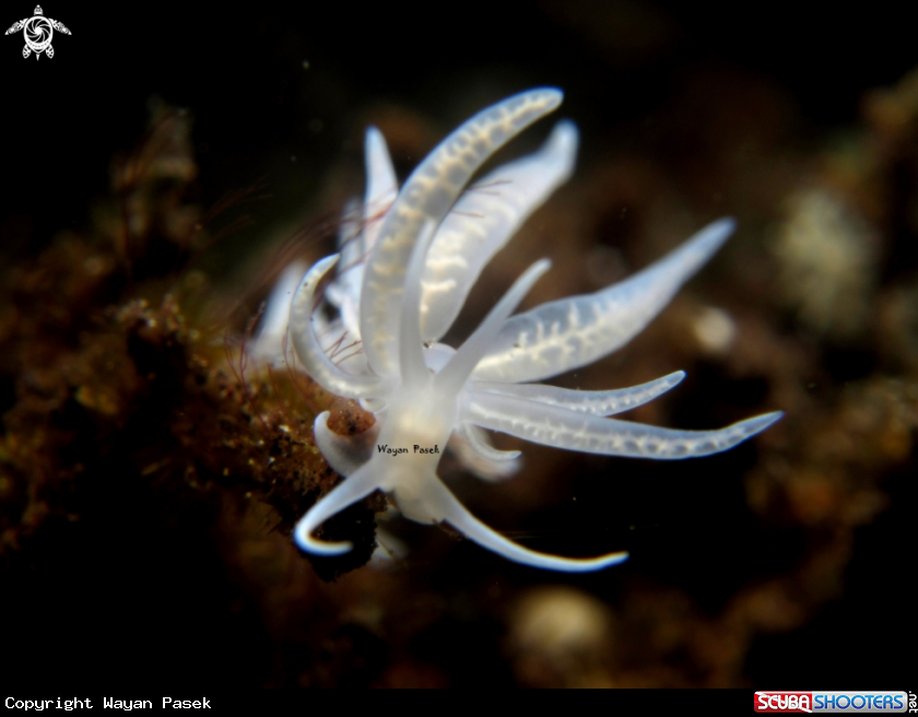 A phyllodesmium