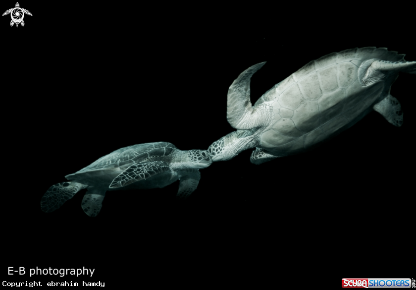 A turtles