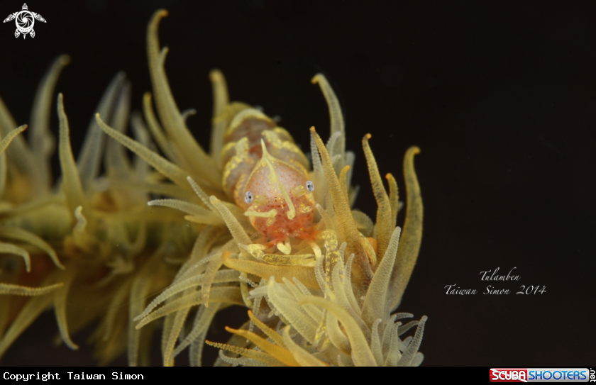 A shrimp
