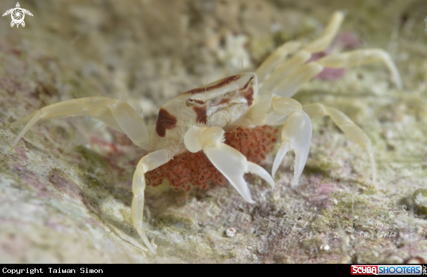 A crab