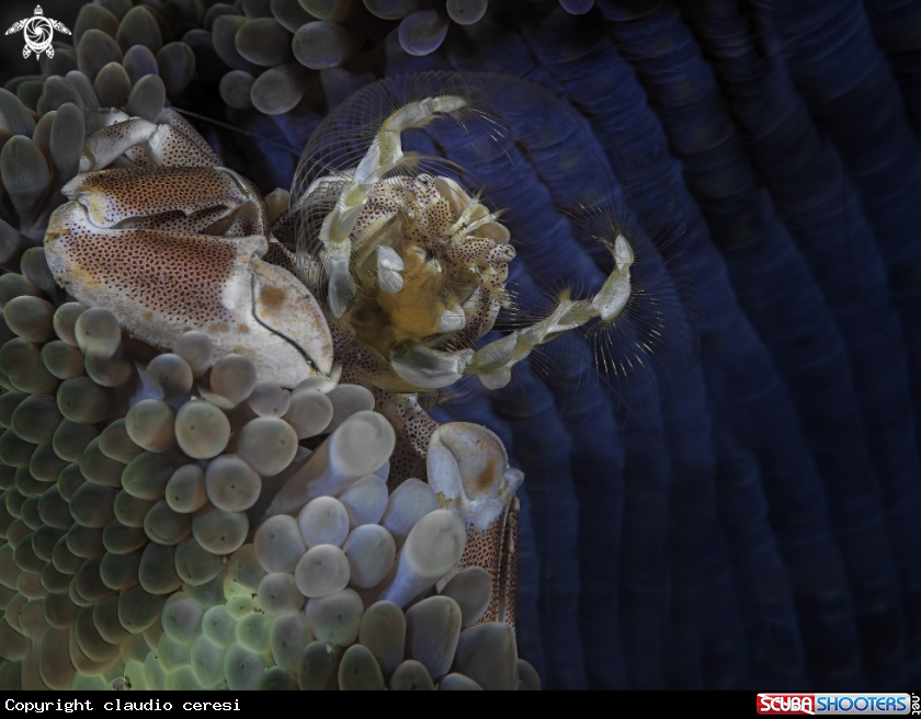 A porcellain crab