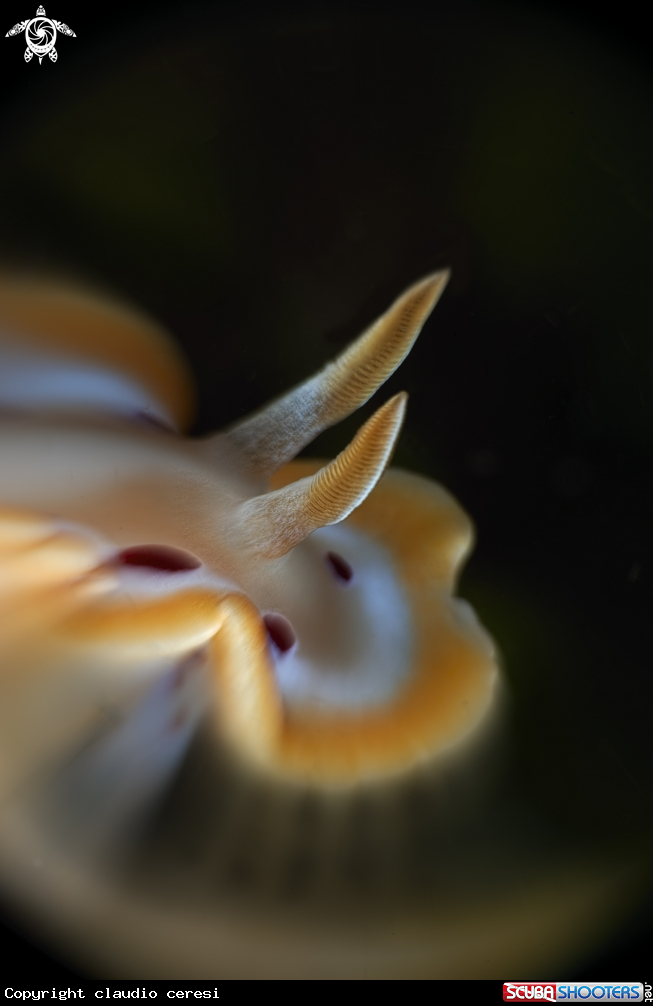 A Chromodoris orientalis 