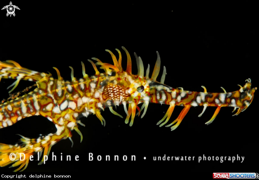 A Solenostomus