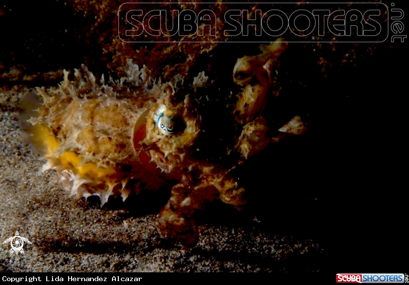 A underwater creature