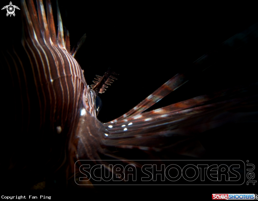 A Common Lionfish