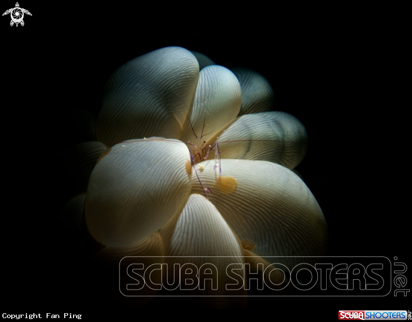 A Bubble Coral Shrimp