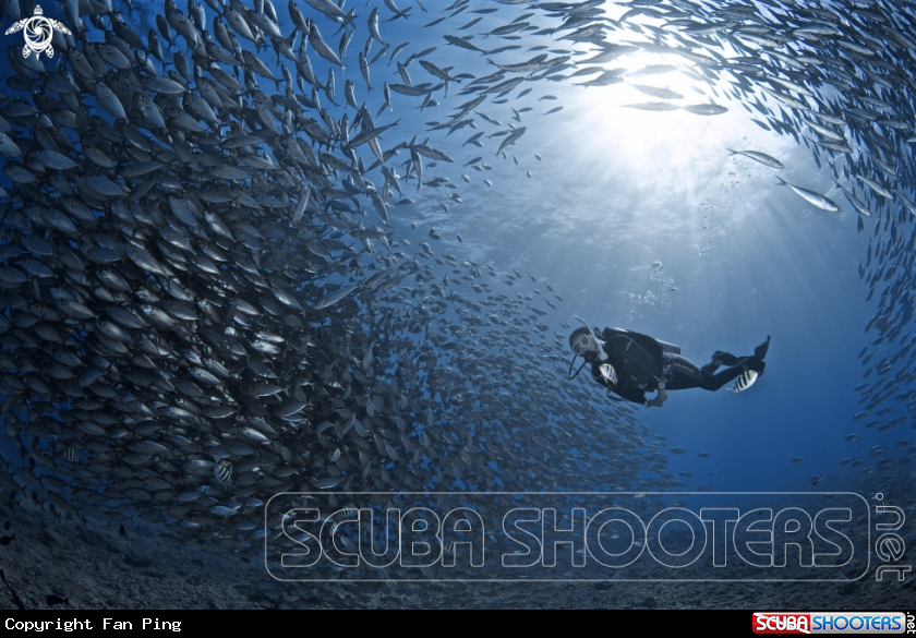 A Jackfish