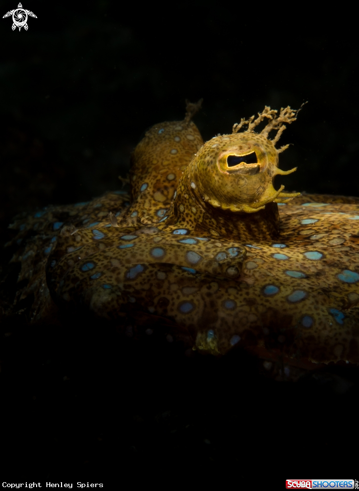 A Peacock Flounder