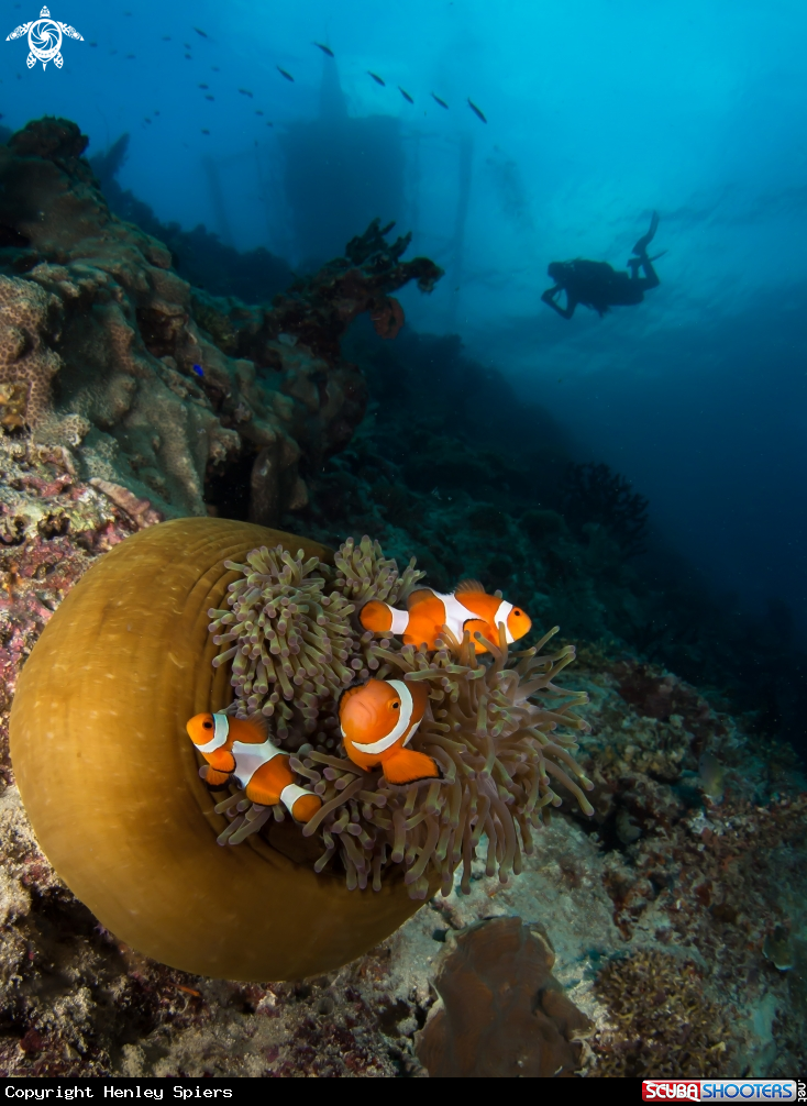 A False Clown Anemonefish