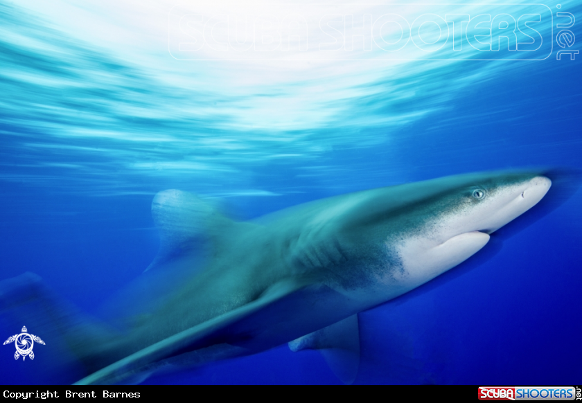 A Oceanic White Tip Shark