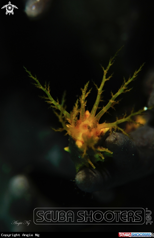 A Colochirus .sea cucumbers