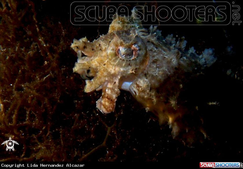 A underwater creature