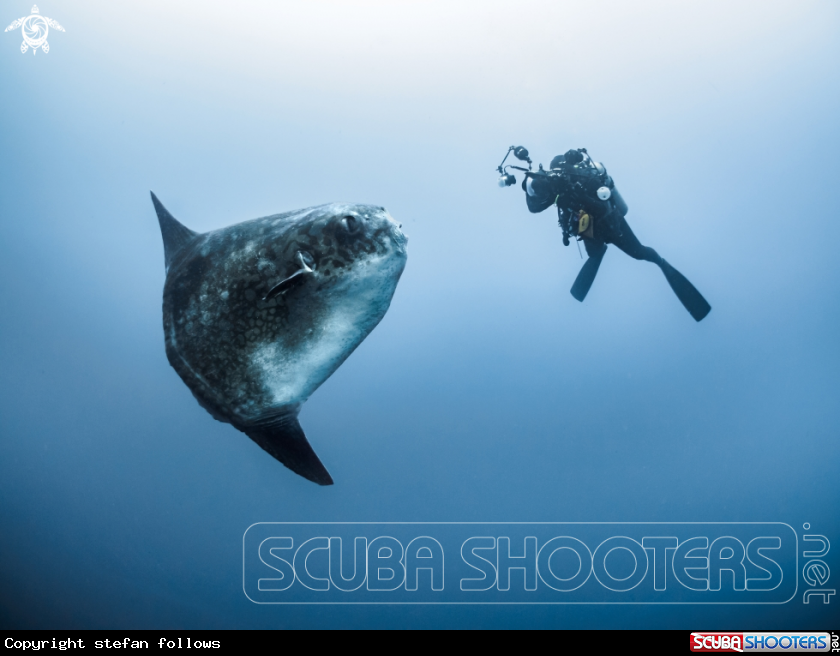 A Southern Ocean Sunfish
