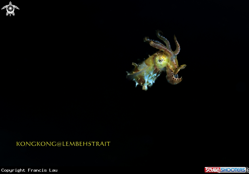 A Pygme Cuttlefish