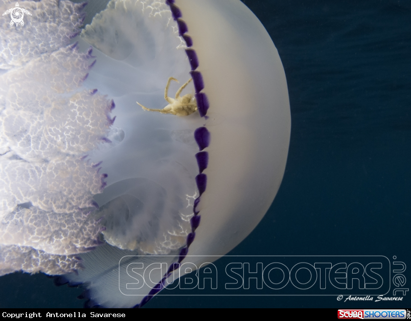 A rhizostoma pulmo
