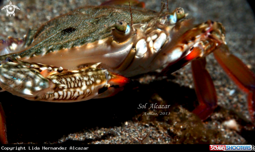 A underwater creature