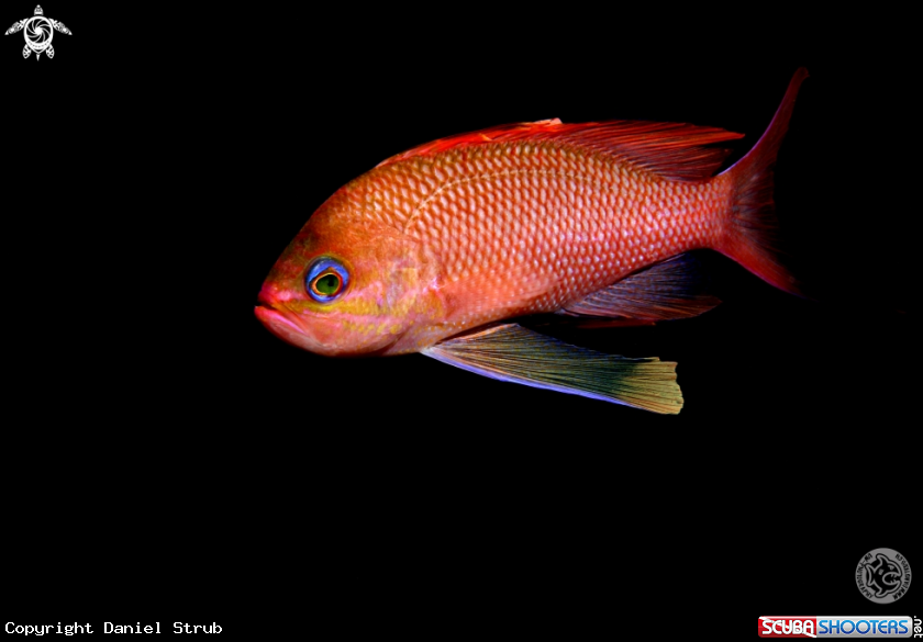 A Anthias
