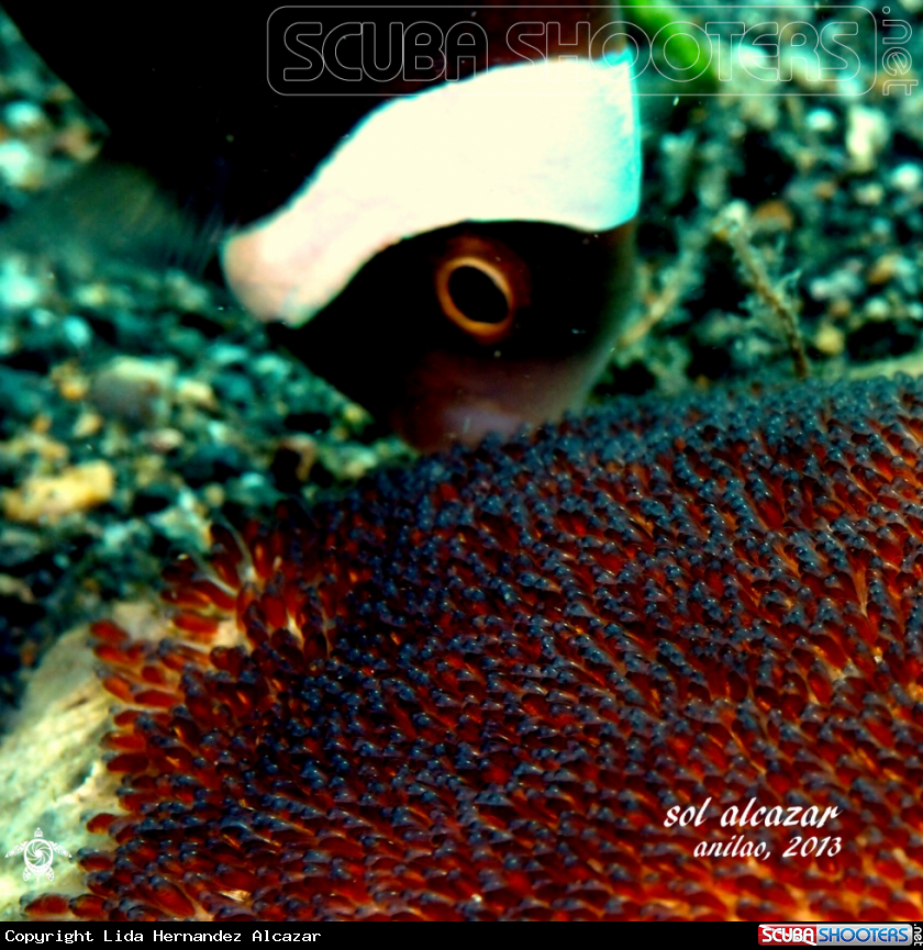 A underwater creature
