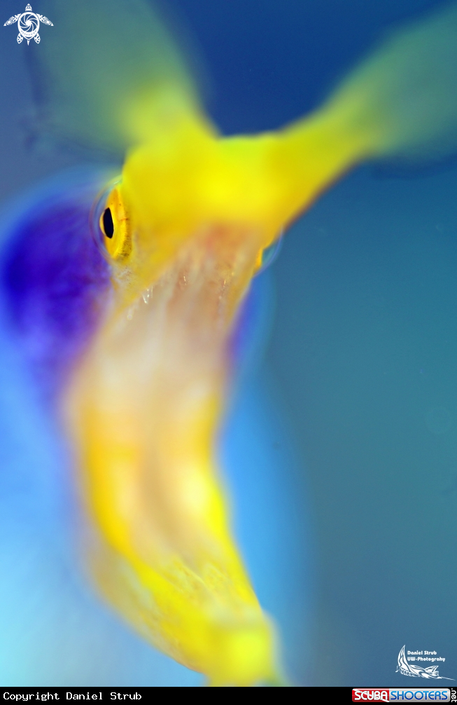 A Ribbon eel