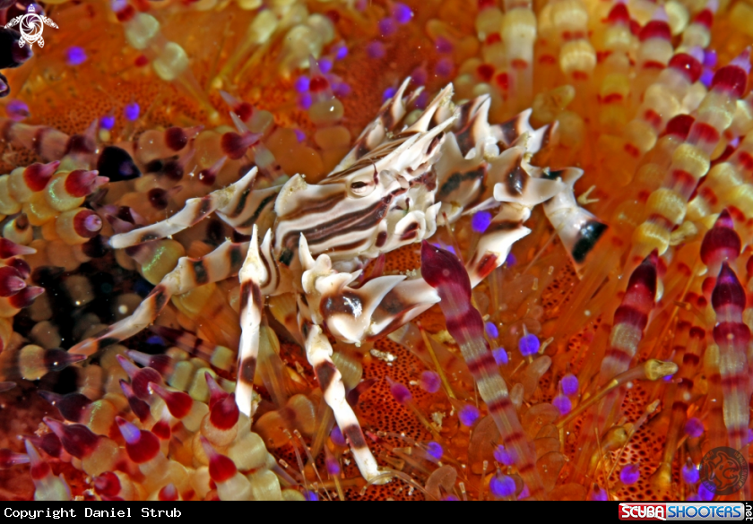 A Adam's urchin crab