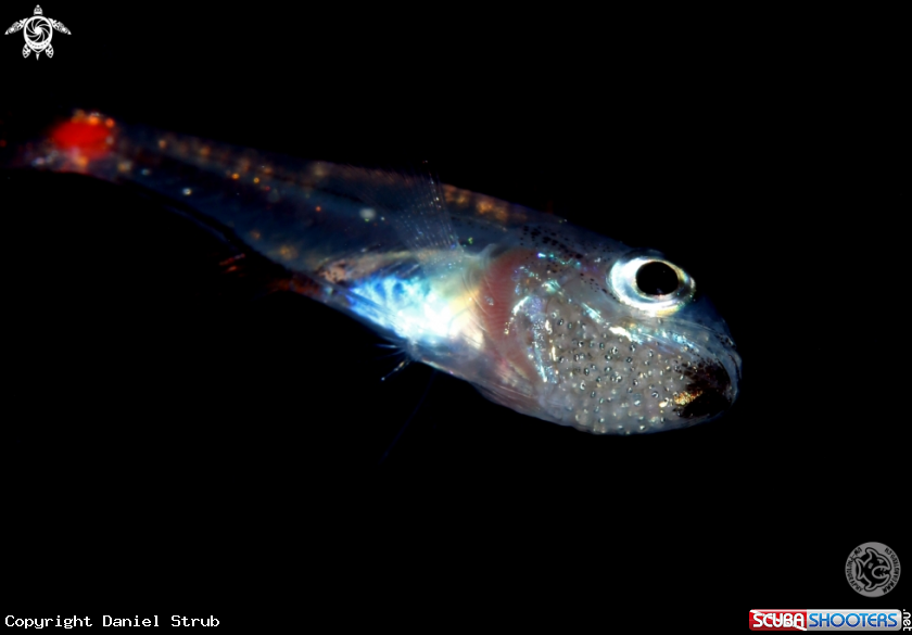 A unid. cardinalfish