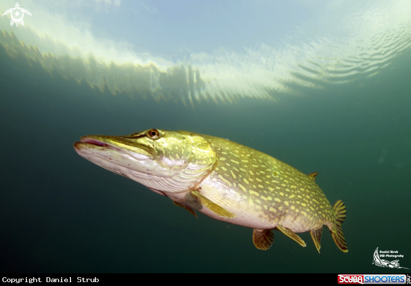 A Pikefish