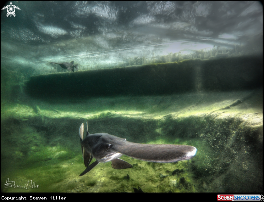 A American Paddlefish