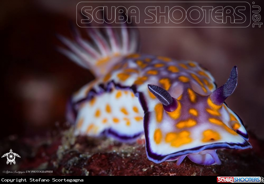 A CHROMODORIDIDAE BEAUTIFUL RISBECIA 