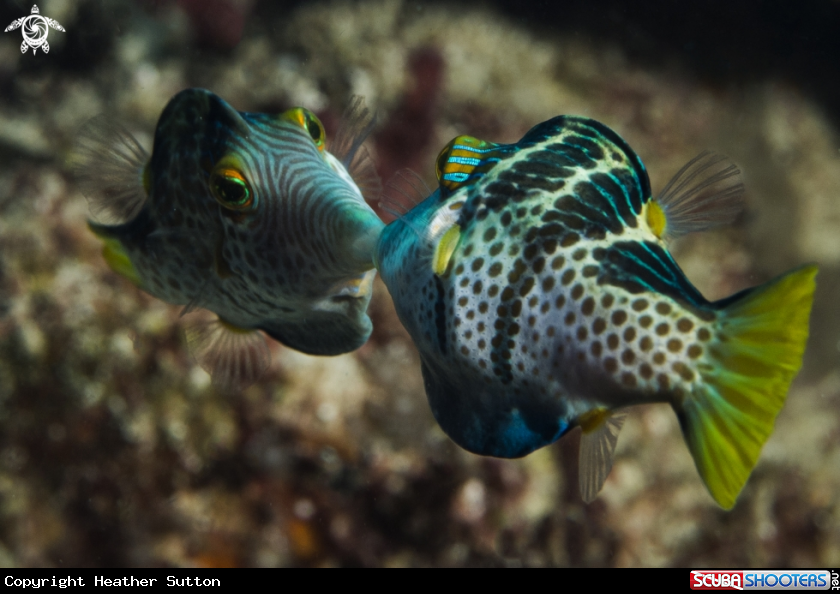 A Juvenile Trigger fish 