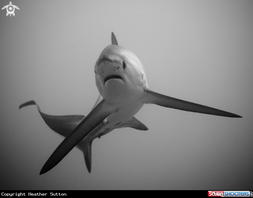 A Thresher Shark